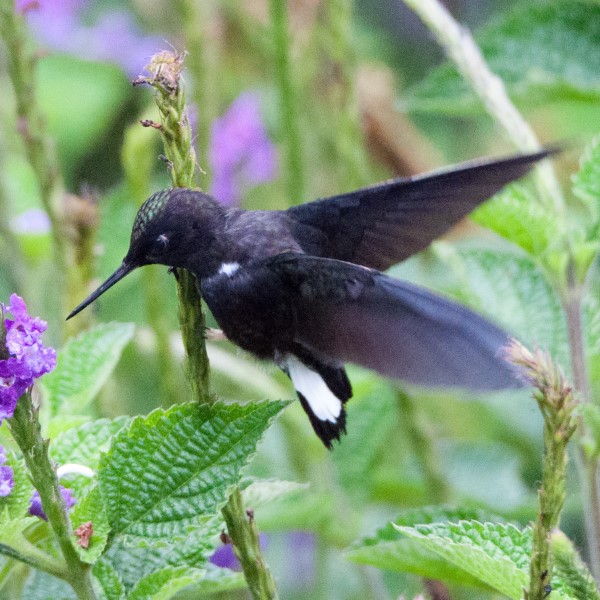 Hummingbird sp.