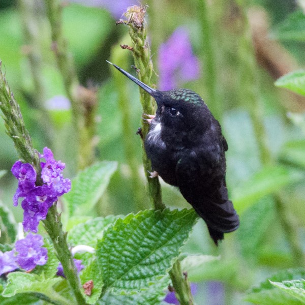 Hummingbird sp.