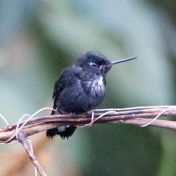 Hummingbird sp.