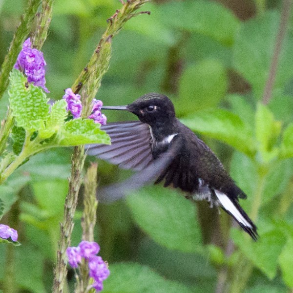 Hummingbird sp.