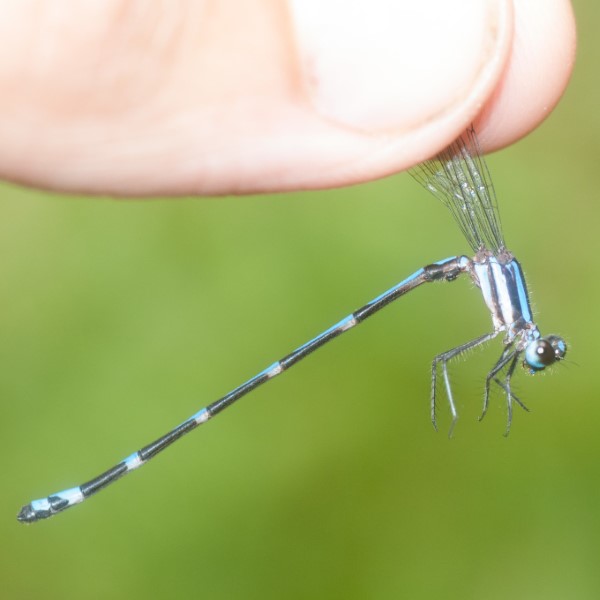 Argia sp.