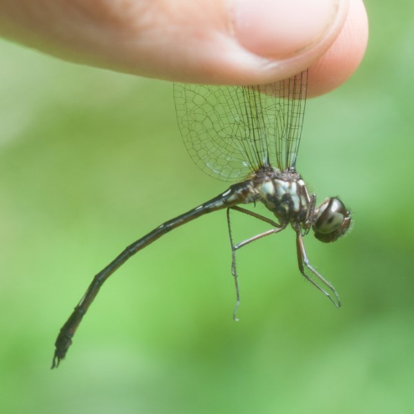 Macrothemis hahneli