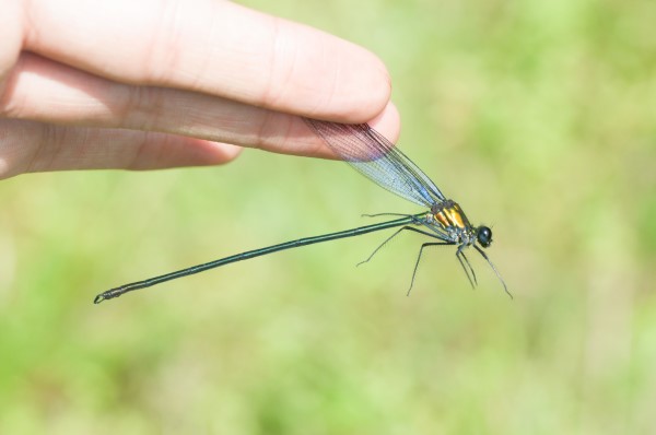 Ormenophlebia imperatrix