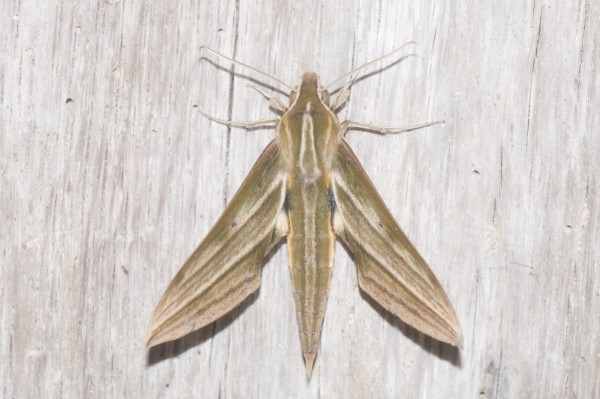 Xylophanes confinis